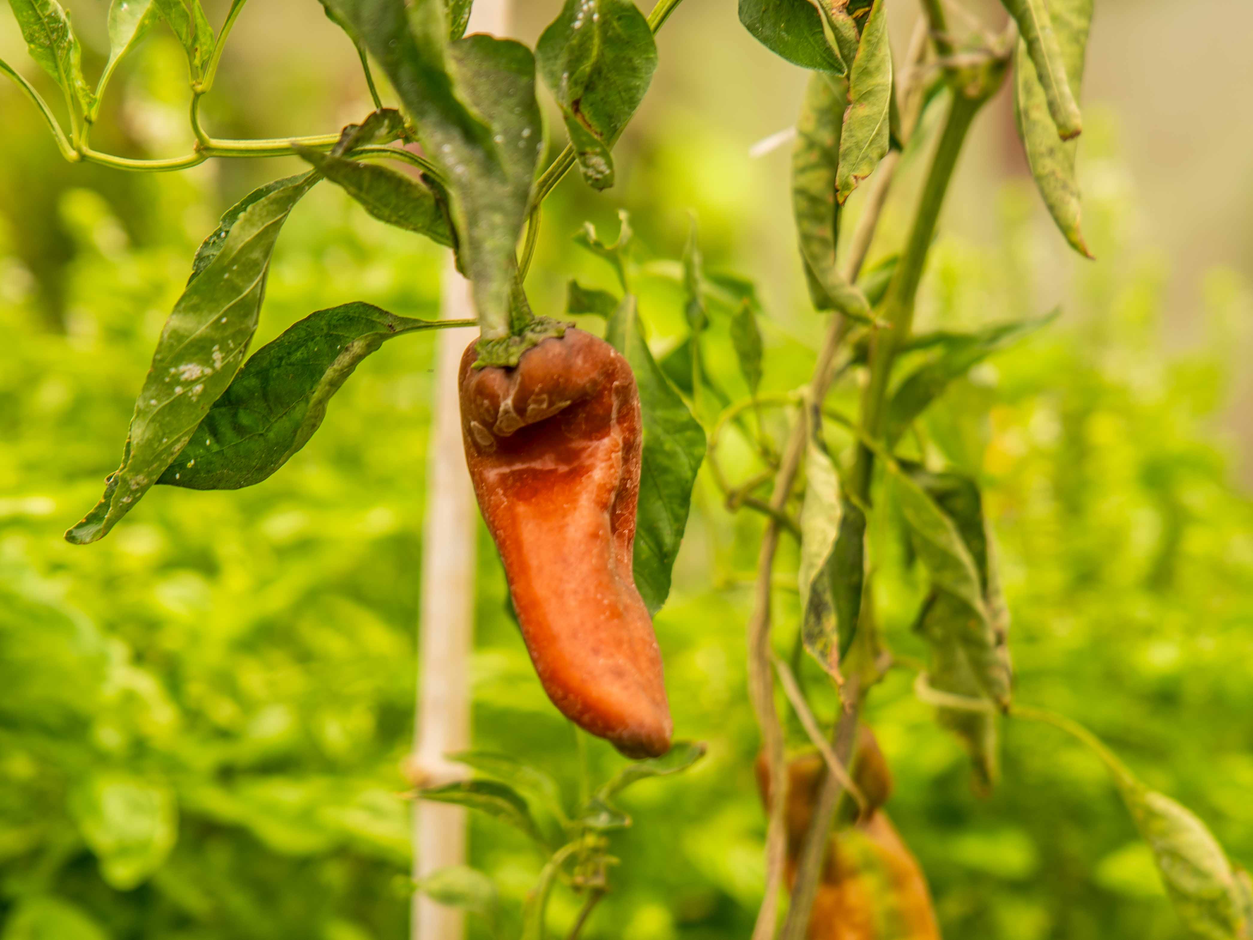 2 bed Single Family Homes For Sale in Samara, Guanacaste - thumb 28