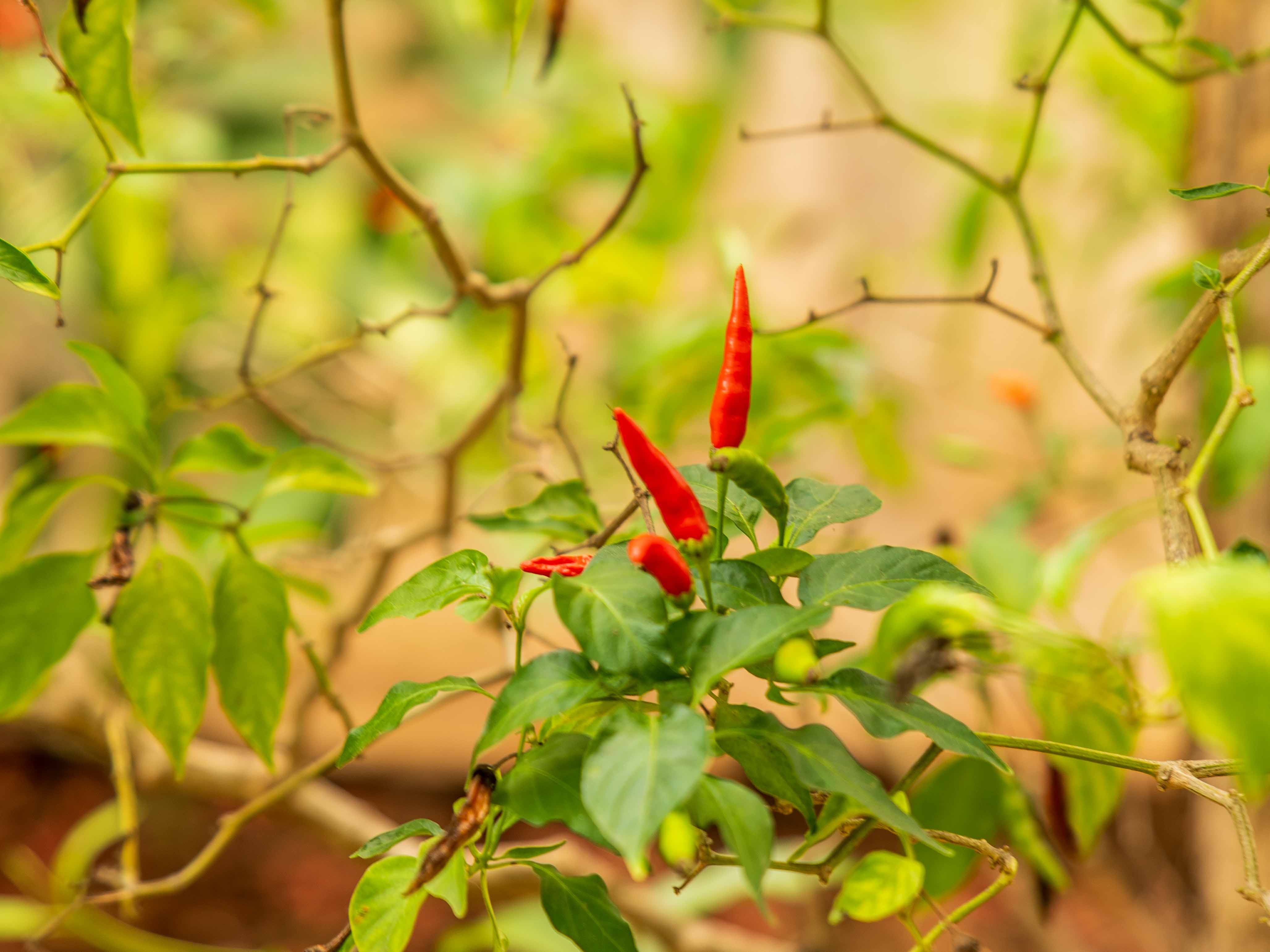 2 bed Single Family Homes For Sale in Samara, Guanacaste - thumb 26