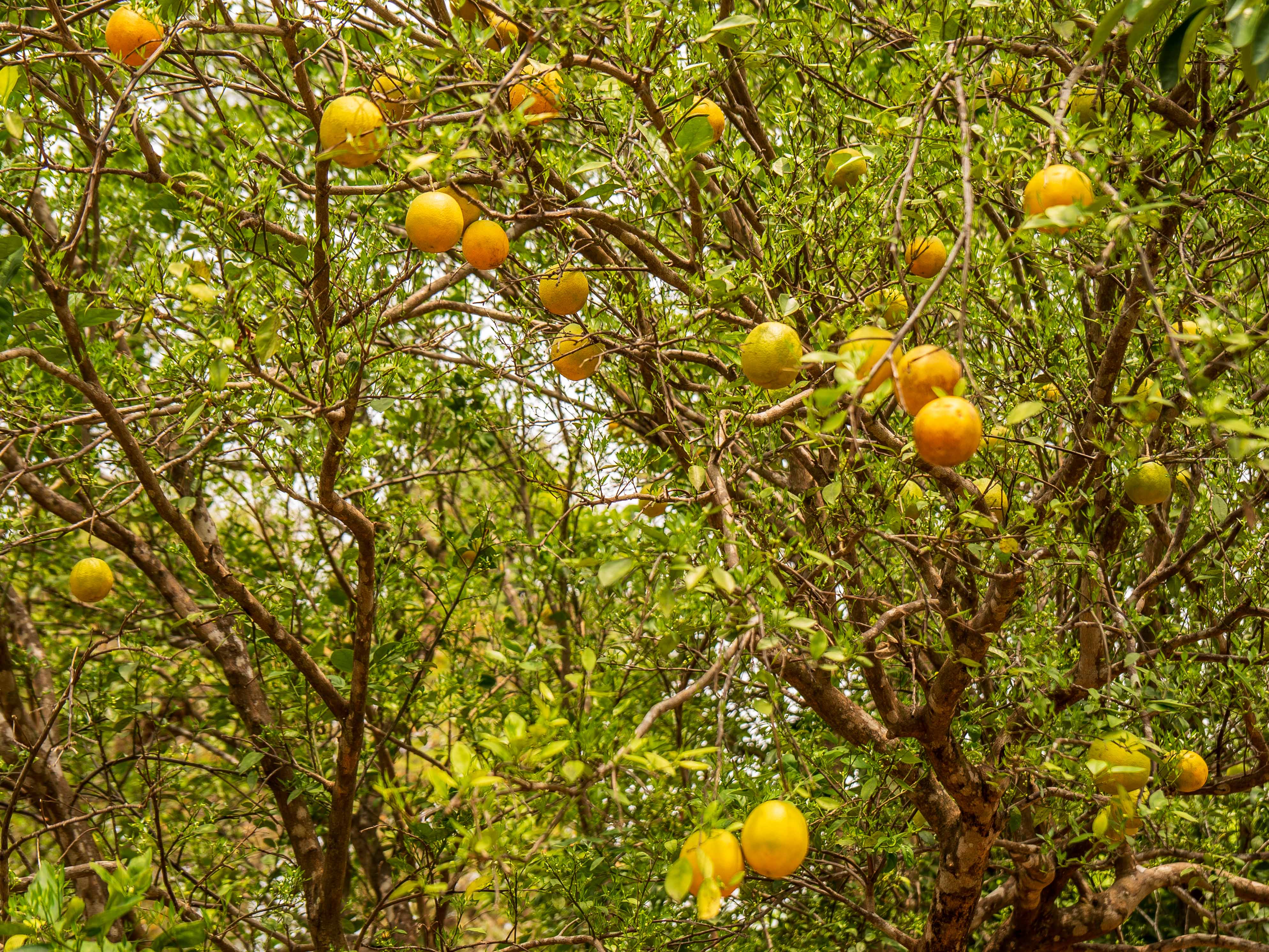 2 bed Single Family Homes For Sale in Samara, Guanacaste - thumb 30