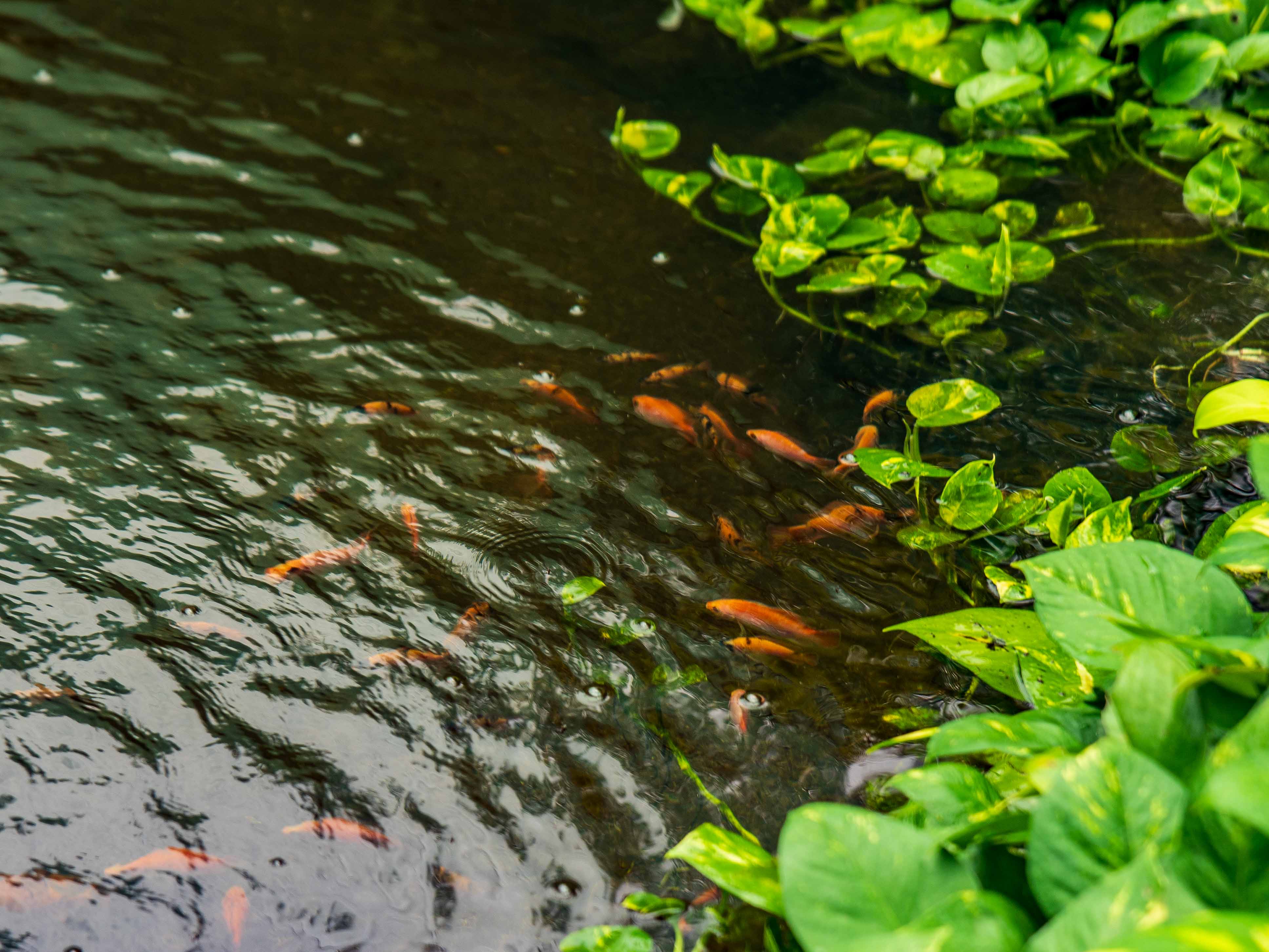 2 bed Single Family Homes For Sale in Samara, Guanacaste - thumb 29