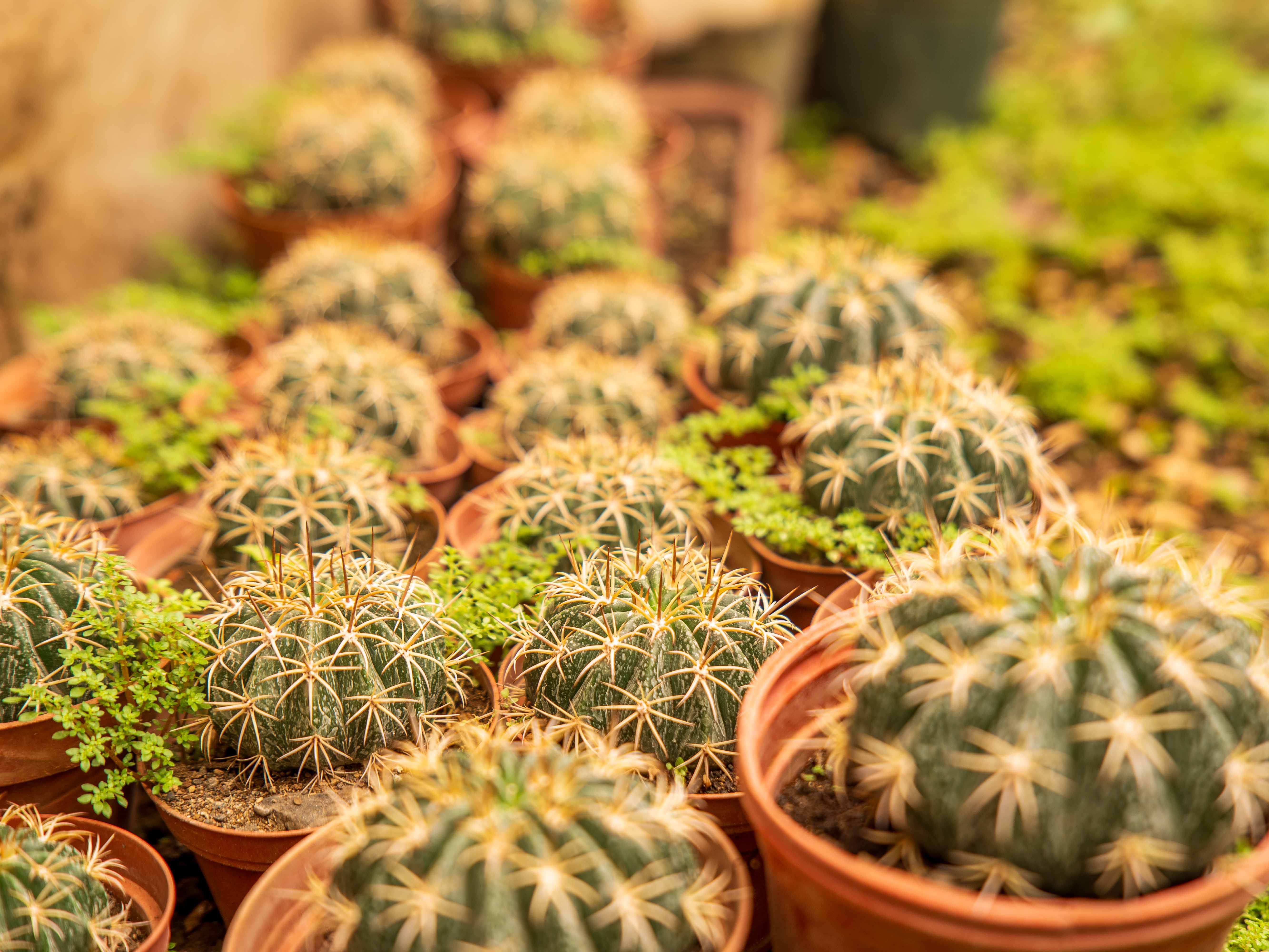 2 bed Single Family Homes For Sale in Samara, Guanacaste - thumb 27