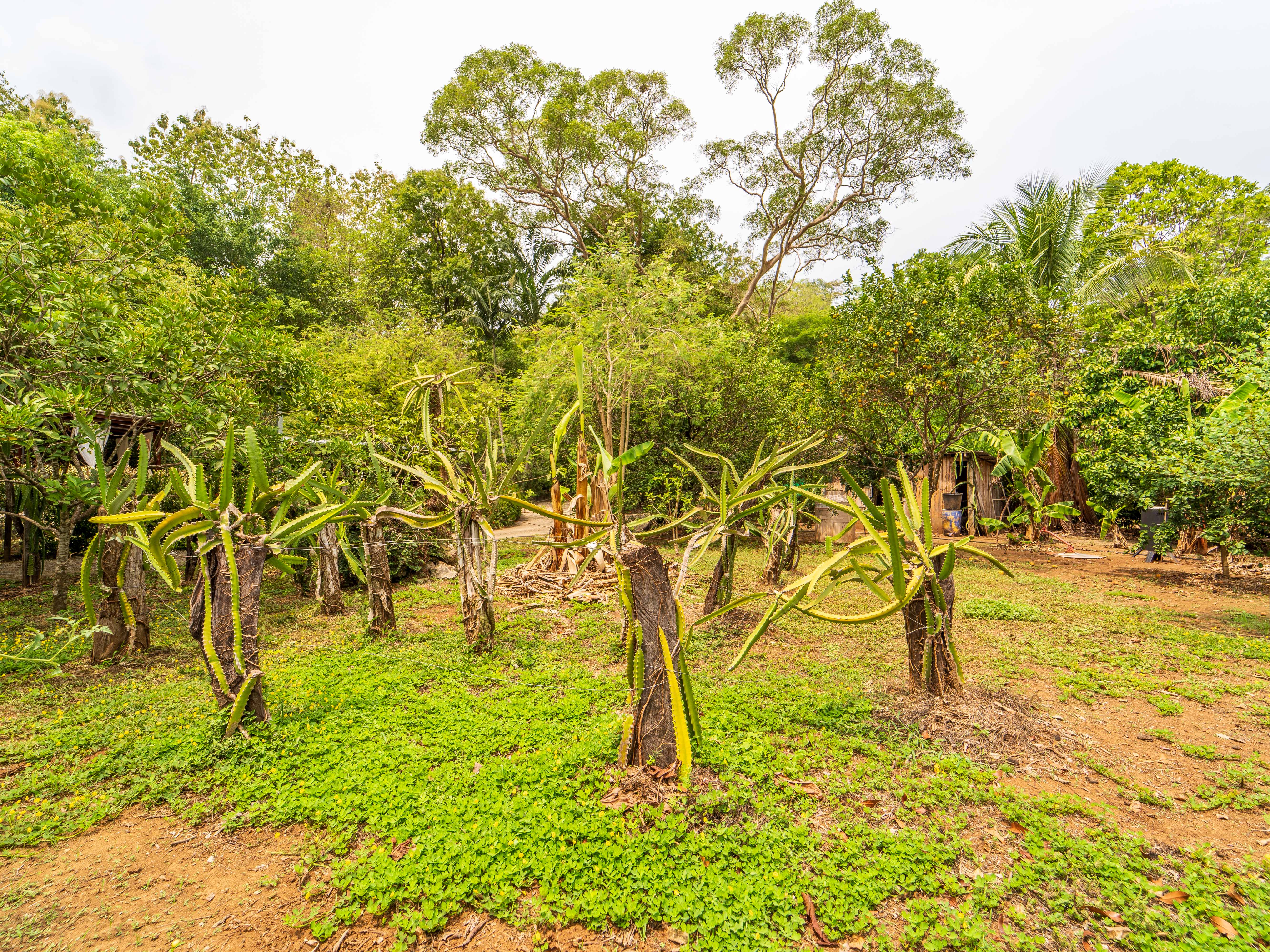 2 bed Single Family Homes For Sale in Samara, Guanacaste - thumb 6