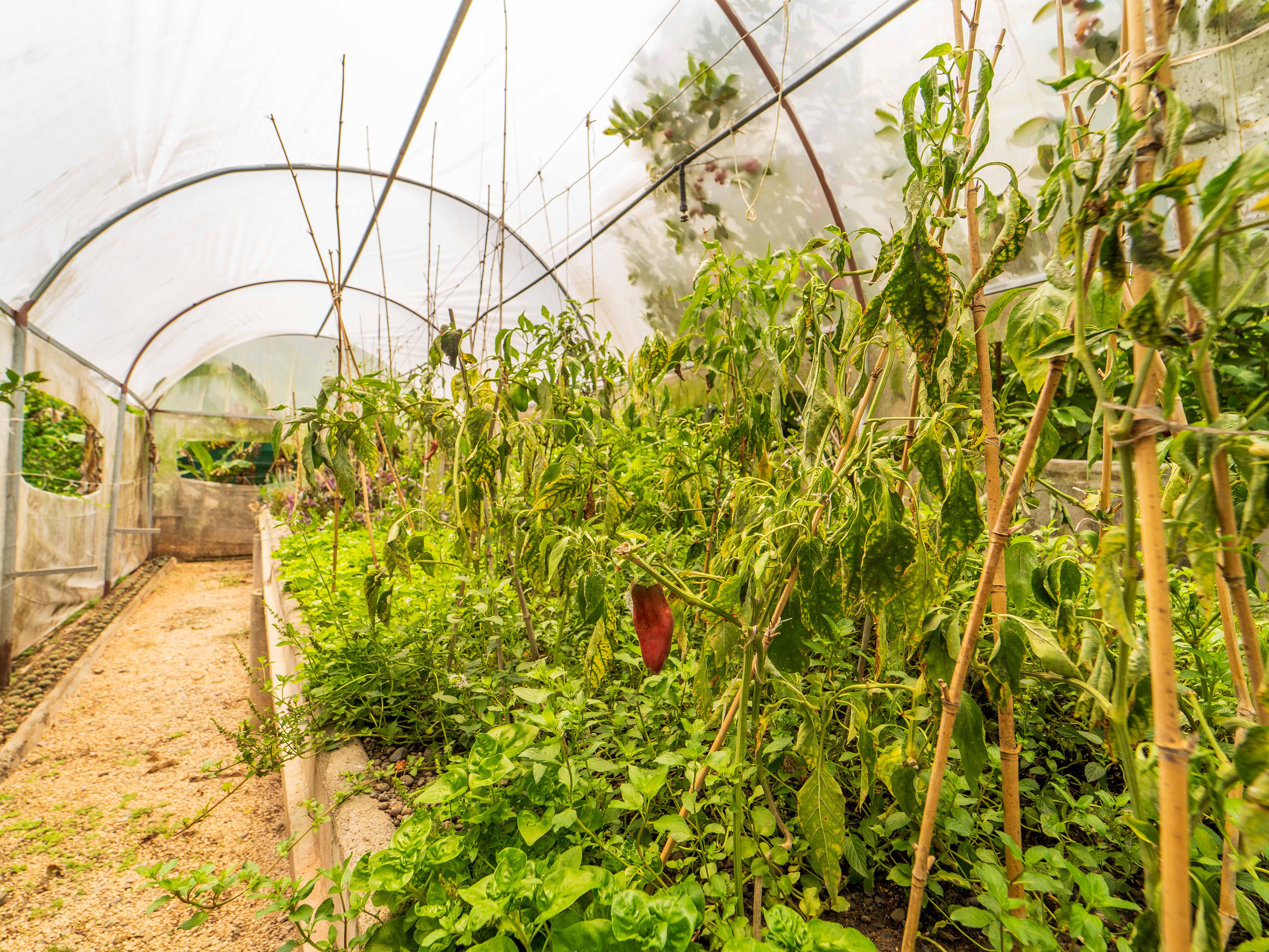 2 bed Single Family Homes For Sale in Samara, Guanacaste - thumb 10