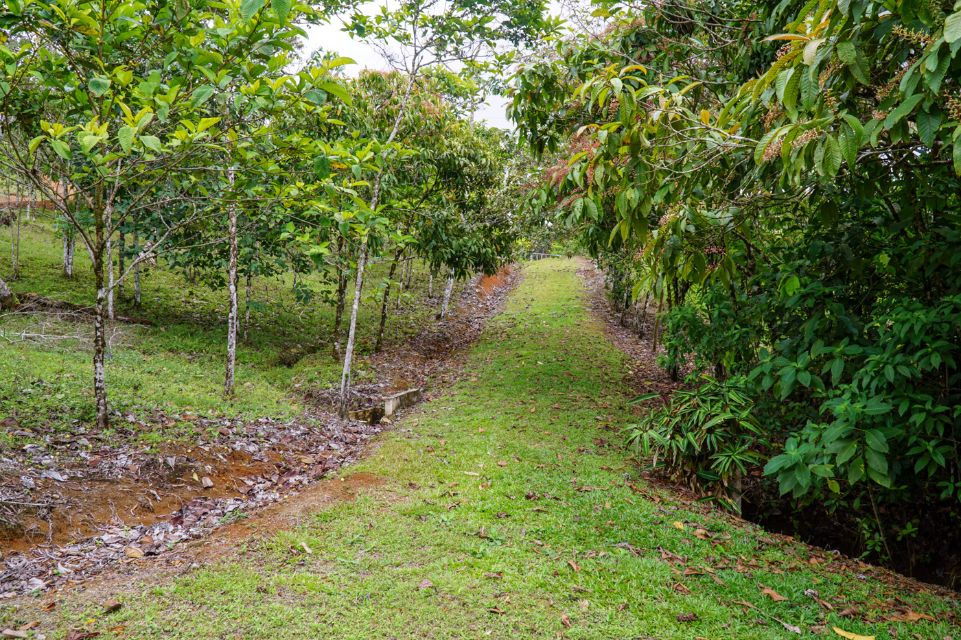 0 bed Communities For Sale in Ciudad Cortes, Puntarenas - thumb 30