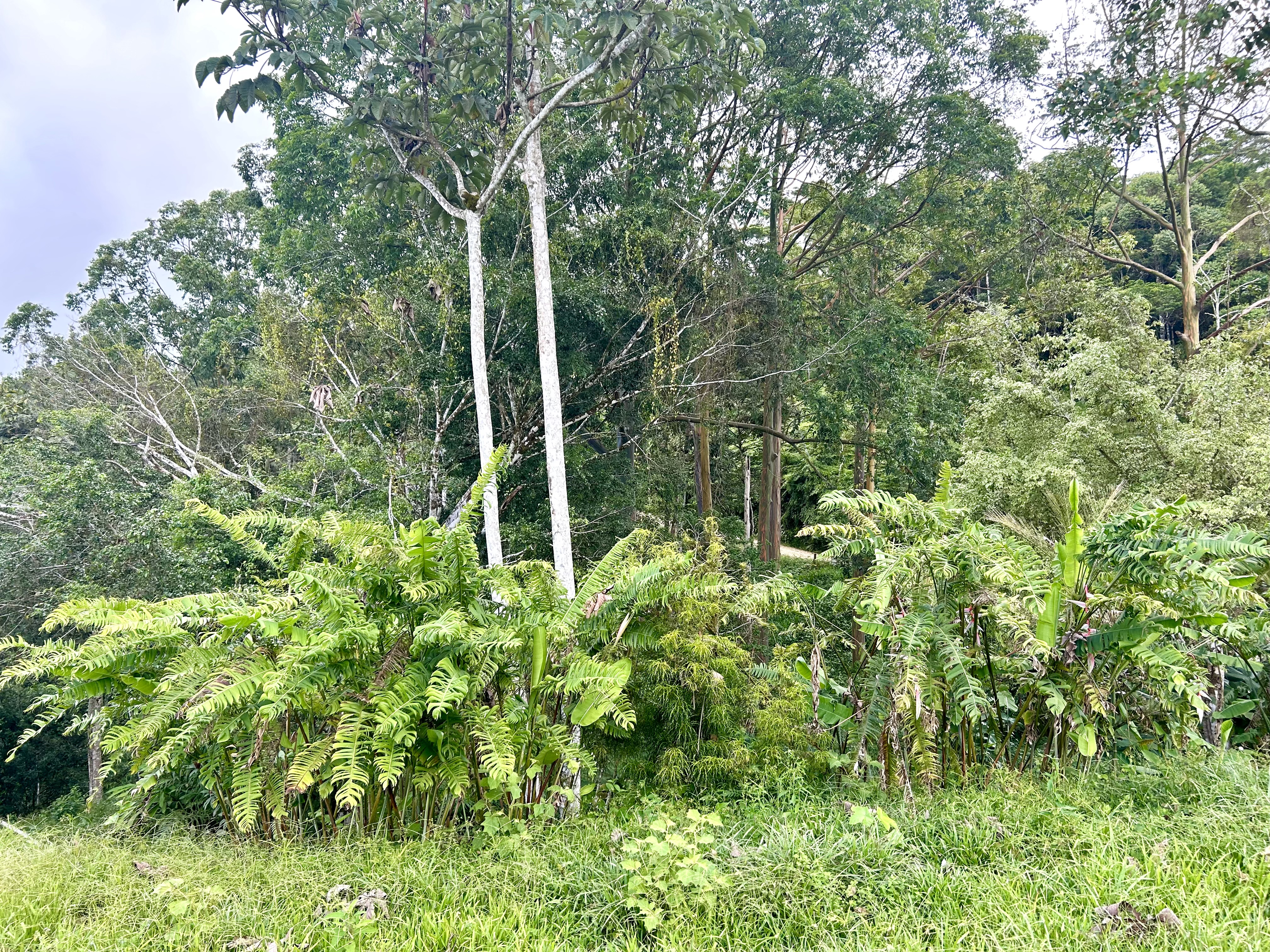 0 bed Land For Sale in Uvita, Puntarenas - thumb 9