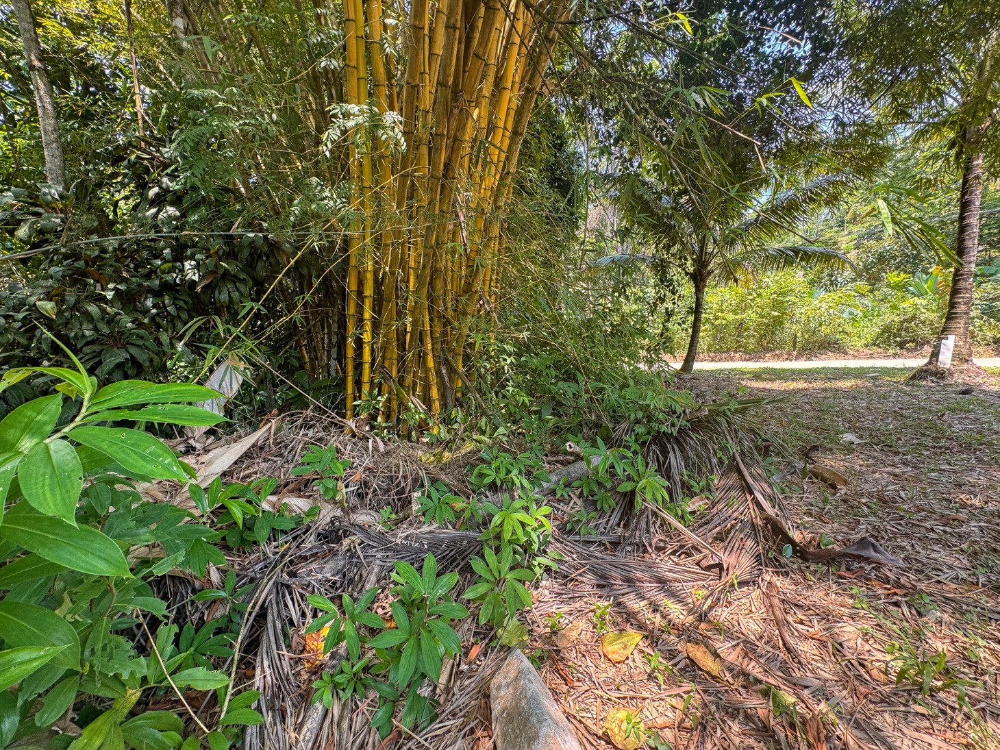 0 bed Land For Sale in Ojochal, Puntarenas - thumb 5