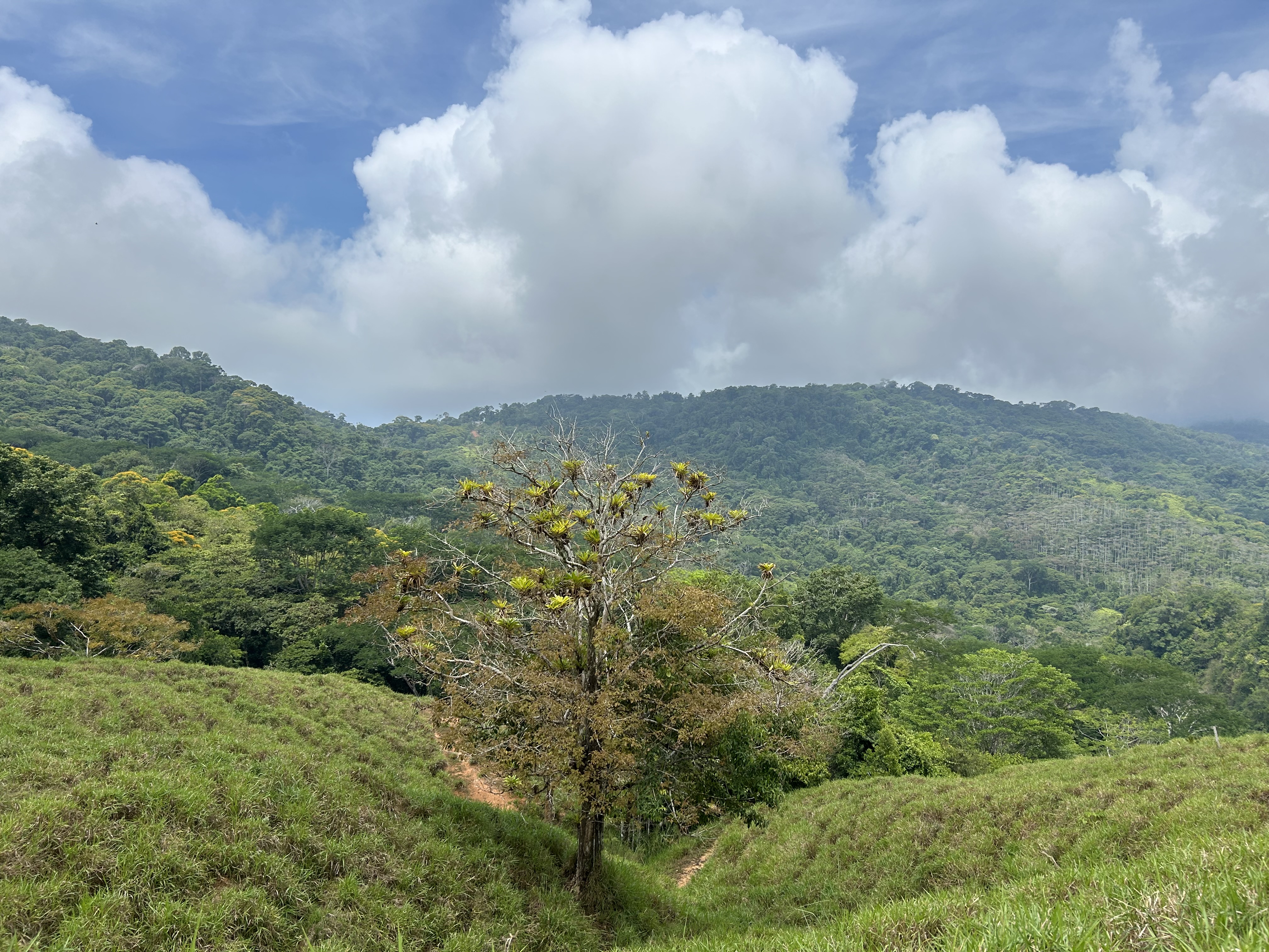 0 bed Land For Sale in Dominical, Puntarenas - thumb 18