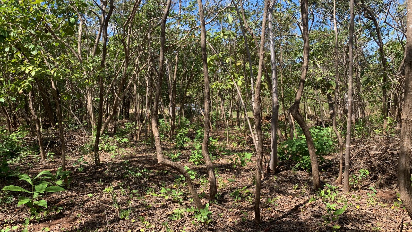 0 bed Land For Sale in Avellanas, Guanacaste - thumb 3