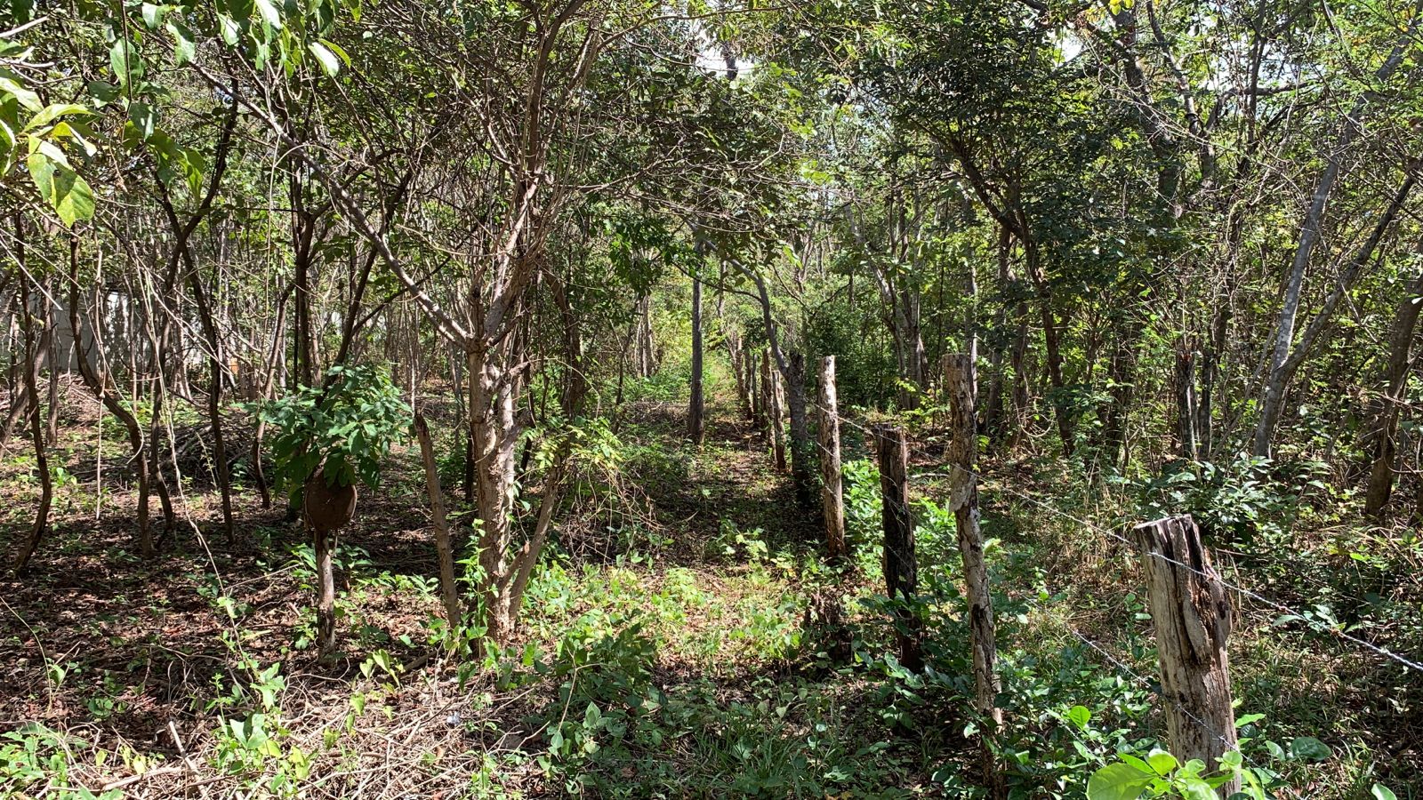 0 bed Land For Sale in Avellanas, Guanacaste - thumb 6