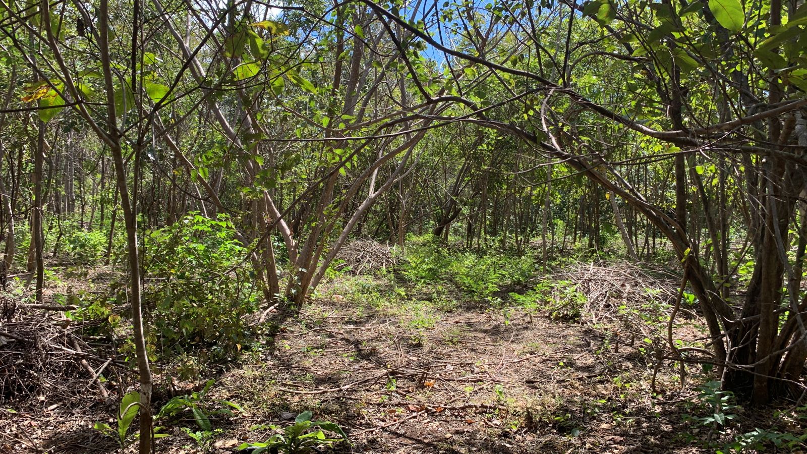 0 bed Land For Sale in Avellanas, Guanacaste - thumb 8