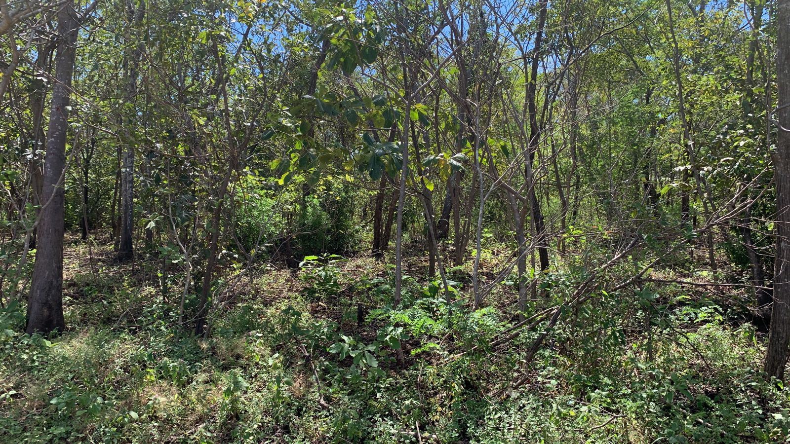 0 bed Land For Sale in Avellanas, Guanacaste - thumb 13