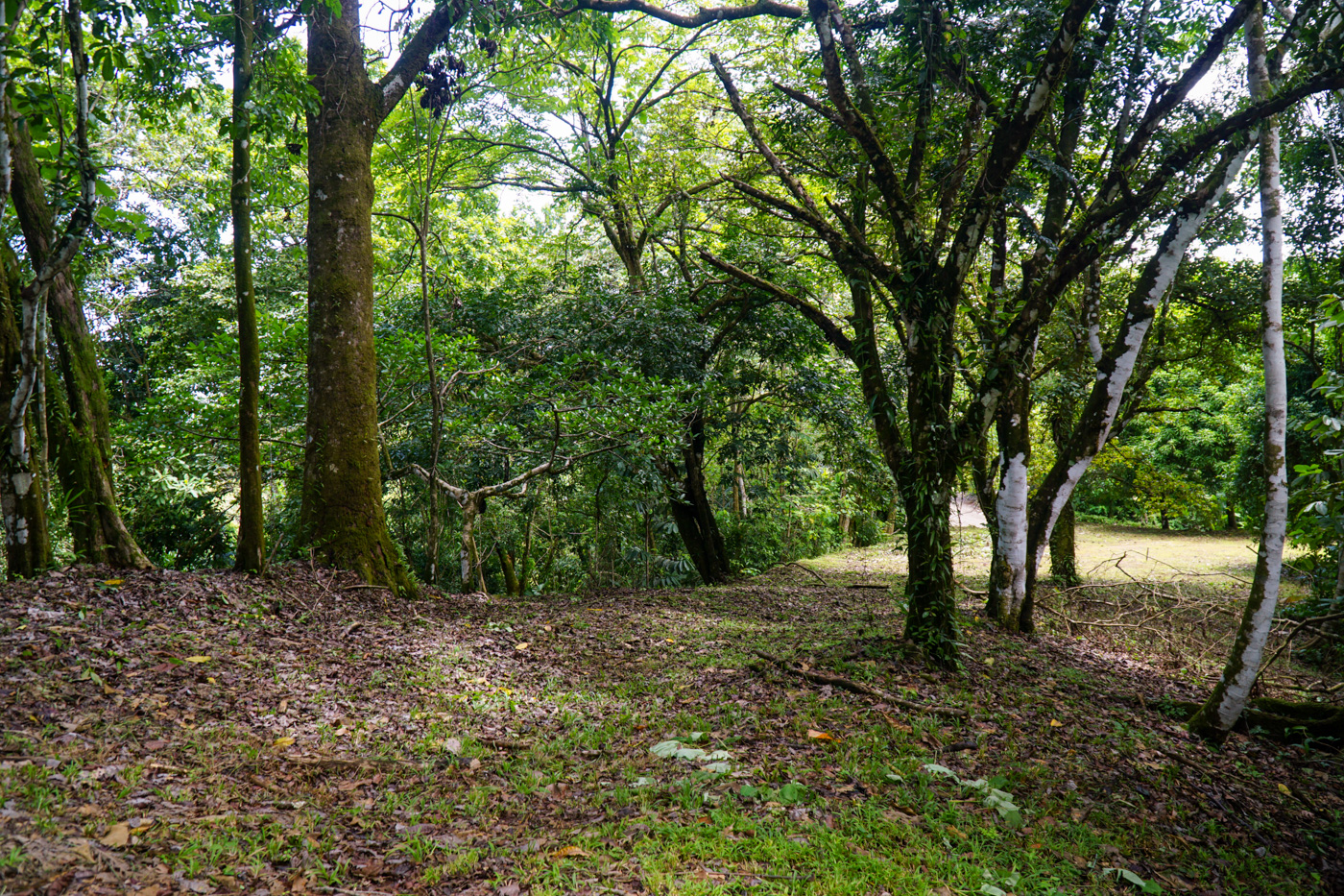 0 bed Land For Sale in Ojochal, Puntarenas - thumb 19