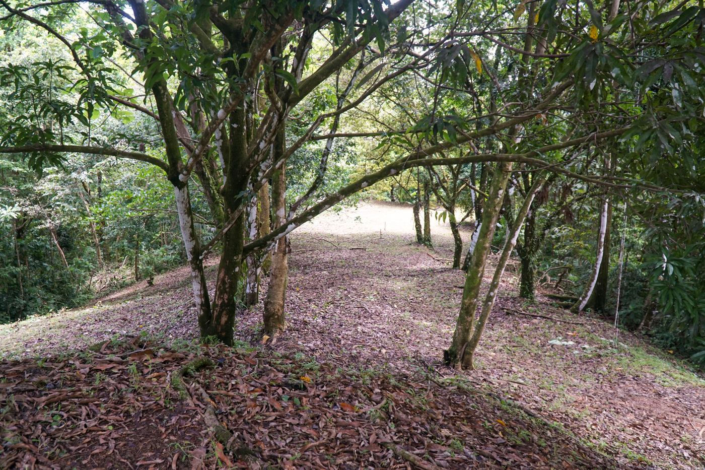 0 bed Land For Sale in Ojochal, Puntarenas - thumb 14