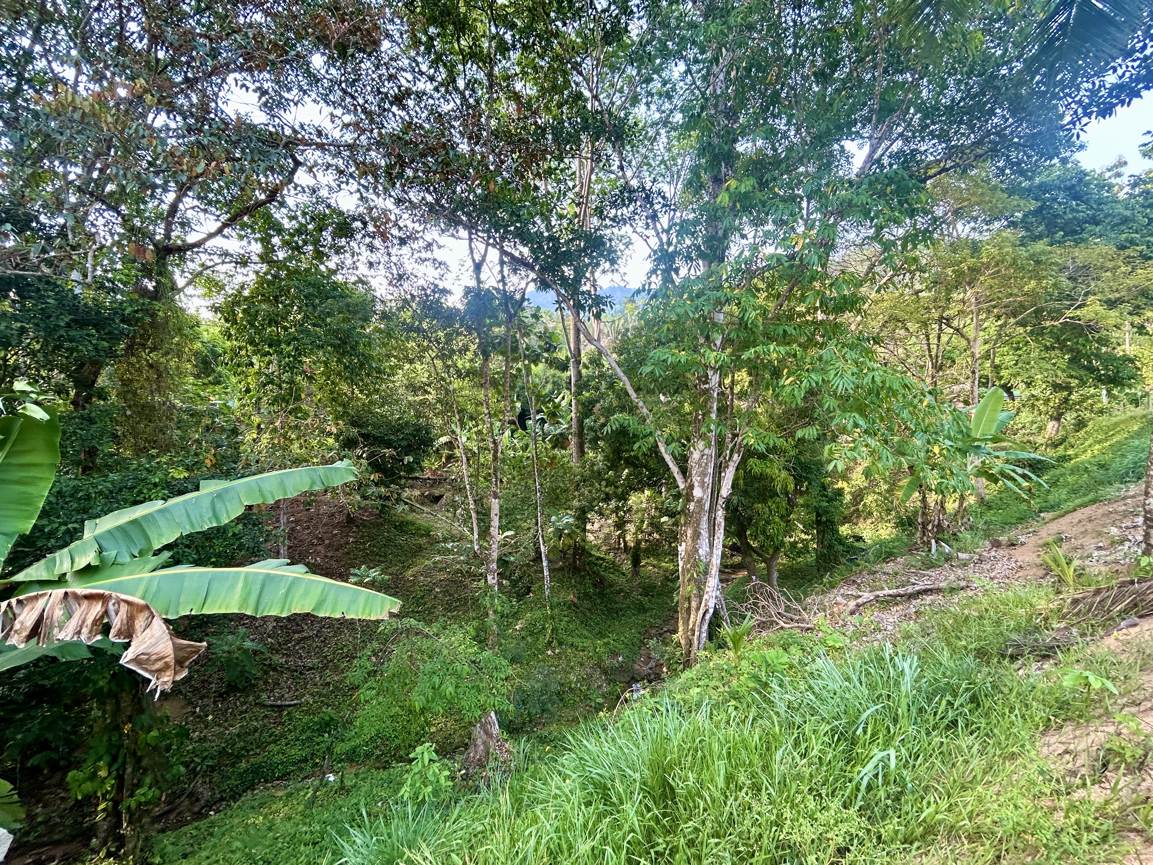 3 bed Single Family Homes For Sale in Uvita, Puntarenas - thumb 15