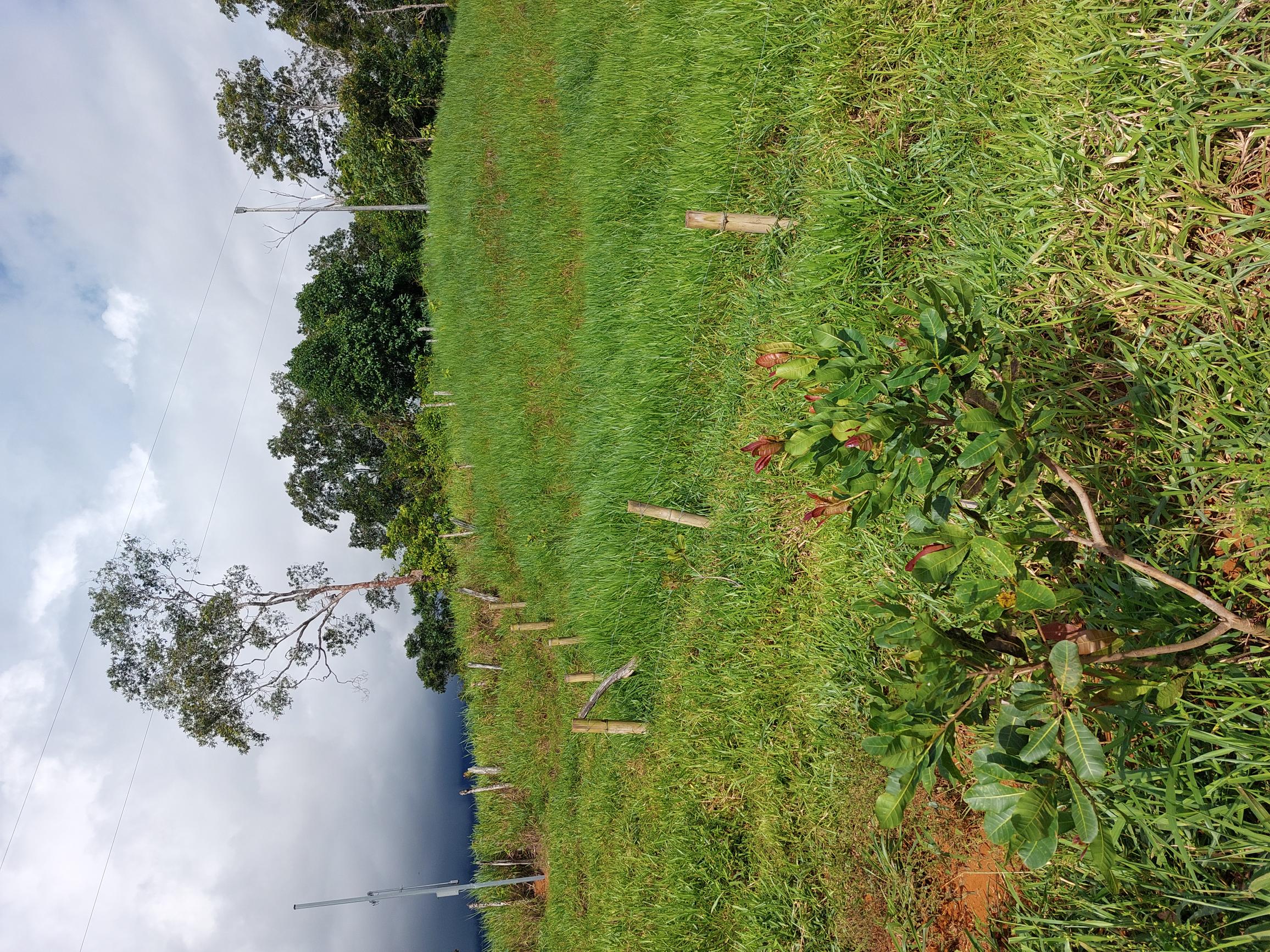0 bed Land For Sale in Perez Zeledon, San Jose - thumb 4