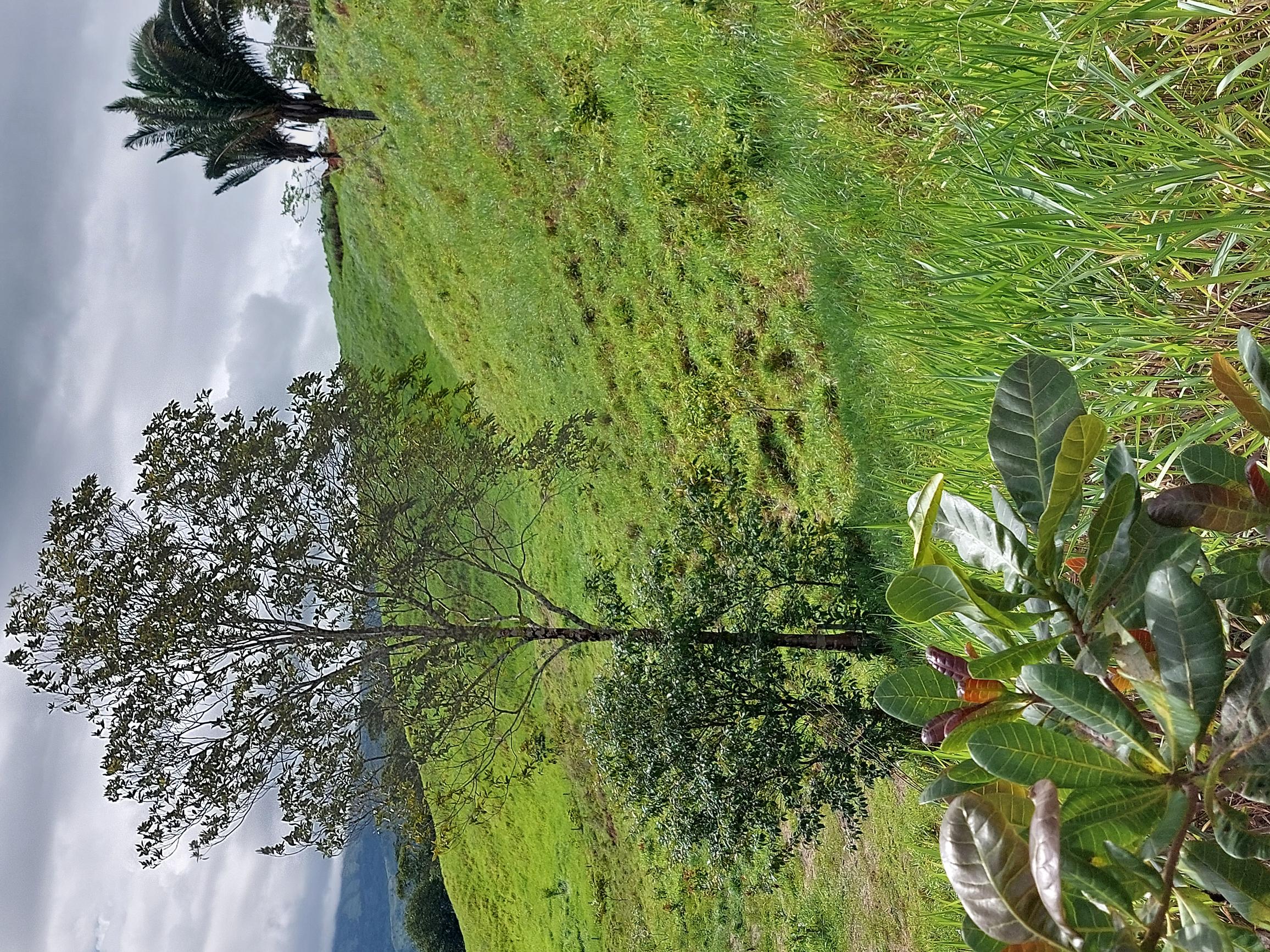 0 bed Land For Sale in Perez Zeledon, San Jose - thumb 7