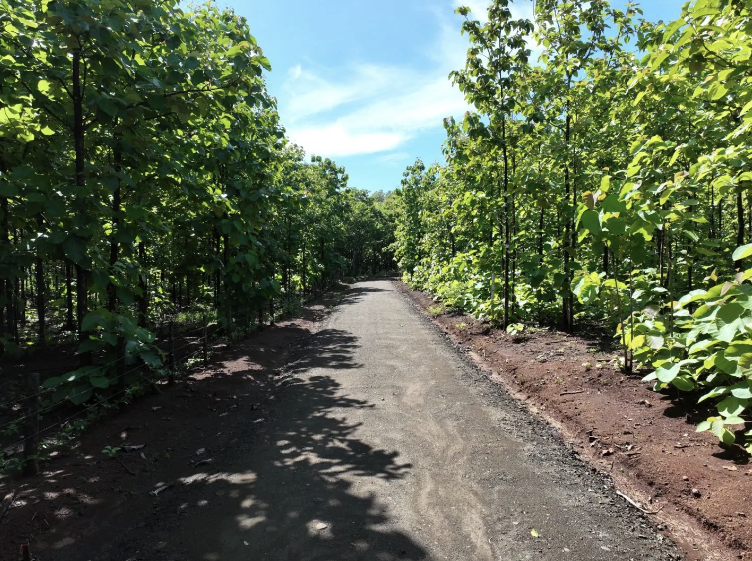 0 bed Land For Sale in Avellanas, Guanacaste - thumb 6