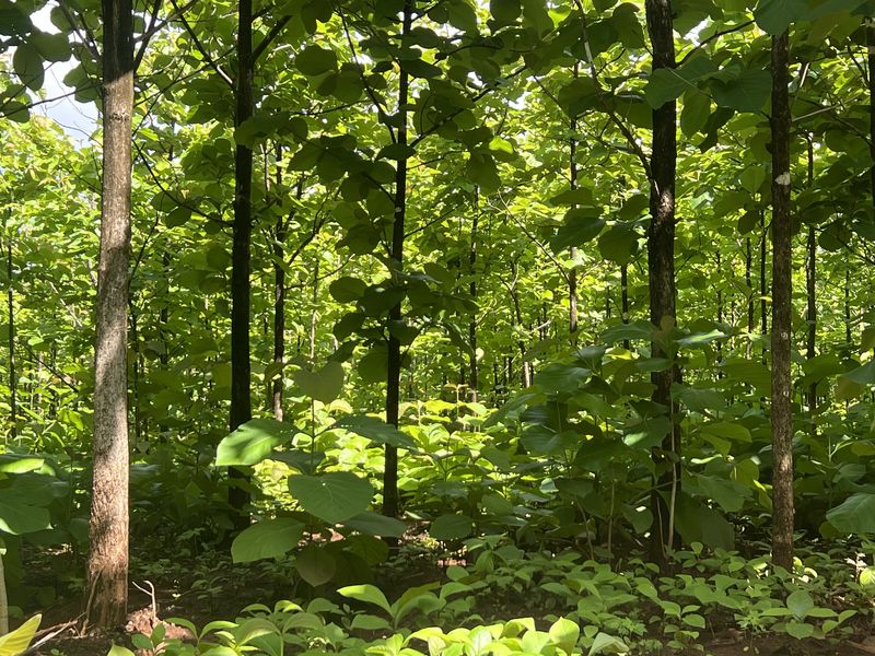 Land For Sale in Avellanas — photo 5