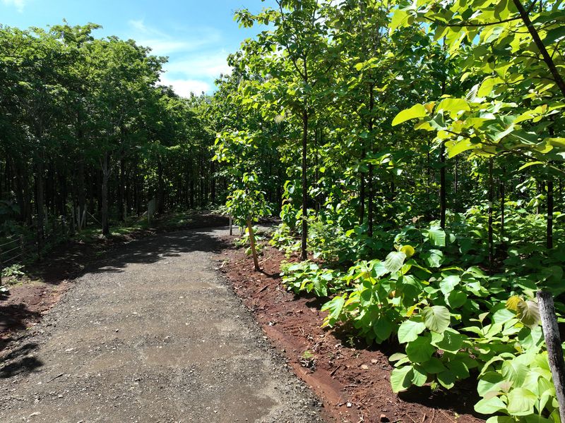 Land For Sale in Avellanas — photo 4