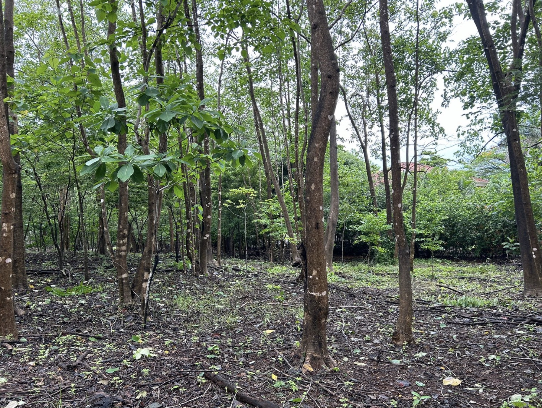 0 bed Land For Sale in Avellanas, Guanacaste - thumb 2