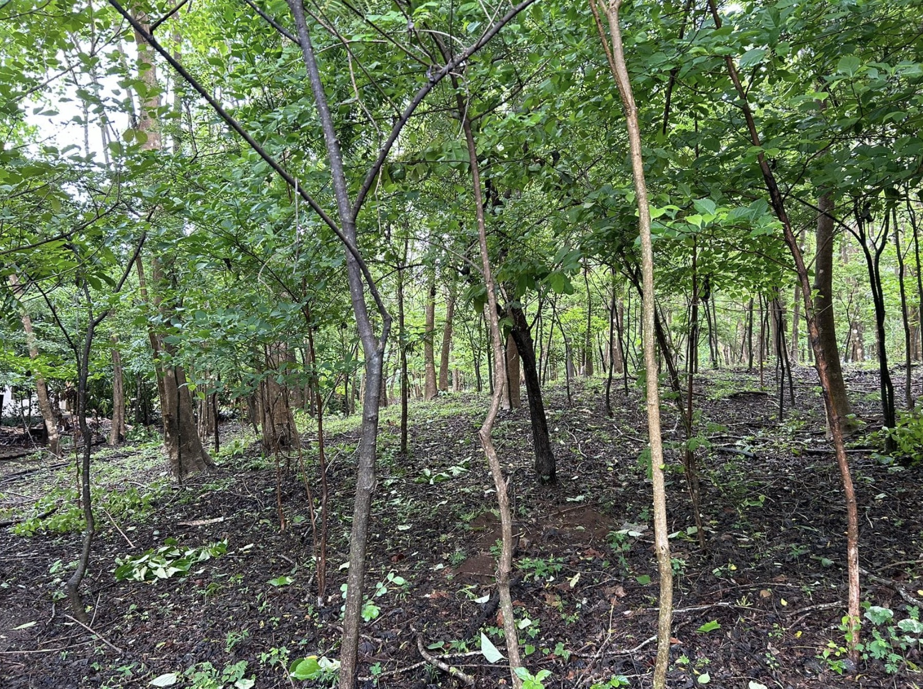 0 bed Land For Sale in Avellanas, Guanacaste - thumb 3