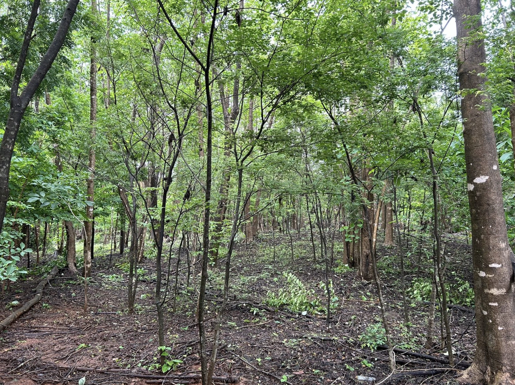 0 bed Land For Sale in Avellanas, Guanacaste - thumb 4