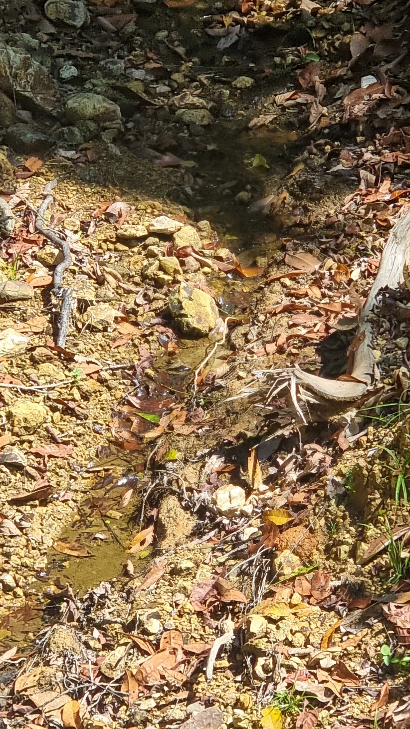 0 bed Land For Sale in Ojochal, Puntarenas - thumb 16