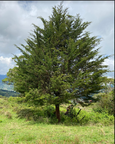 3 bed Single Family Homes For Sale in San Jose, San Jose - thumb 4