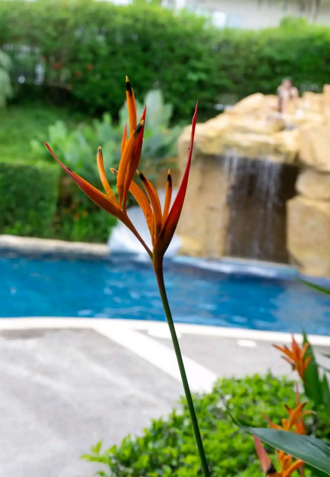 4 bed Single Family Homes For Sale in Atenas, Puntarenas - thumb 7