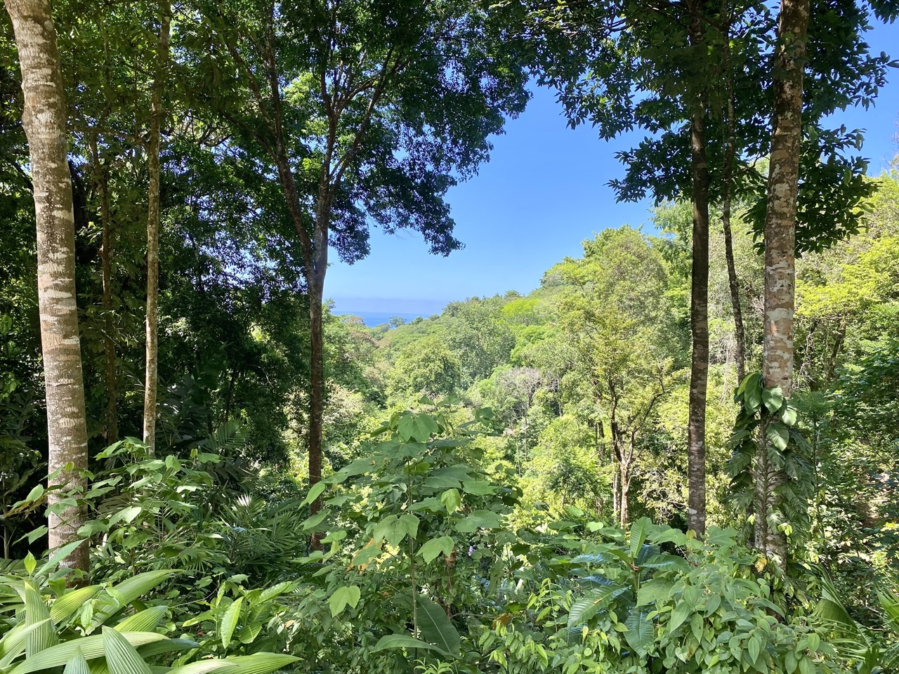 0 bed Land For Sale in Ojochal, Puntarenas - thumb 6