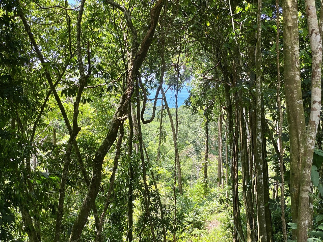 0 bed Land For Sale in Ojochal, Puntarenas - thumb 15