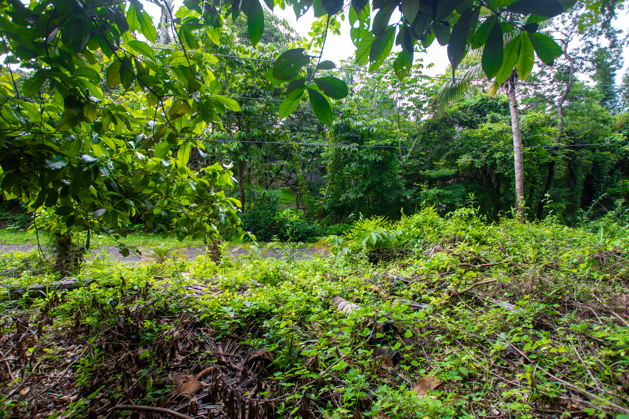 0 bed Land For Sale in Nosara, Guanacaste - thumb 6