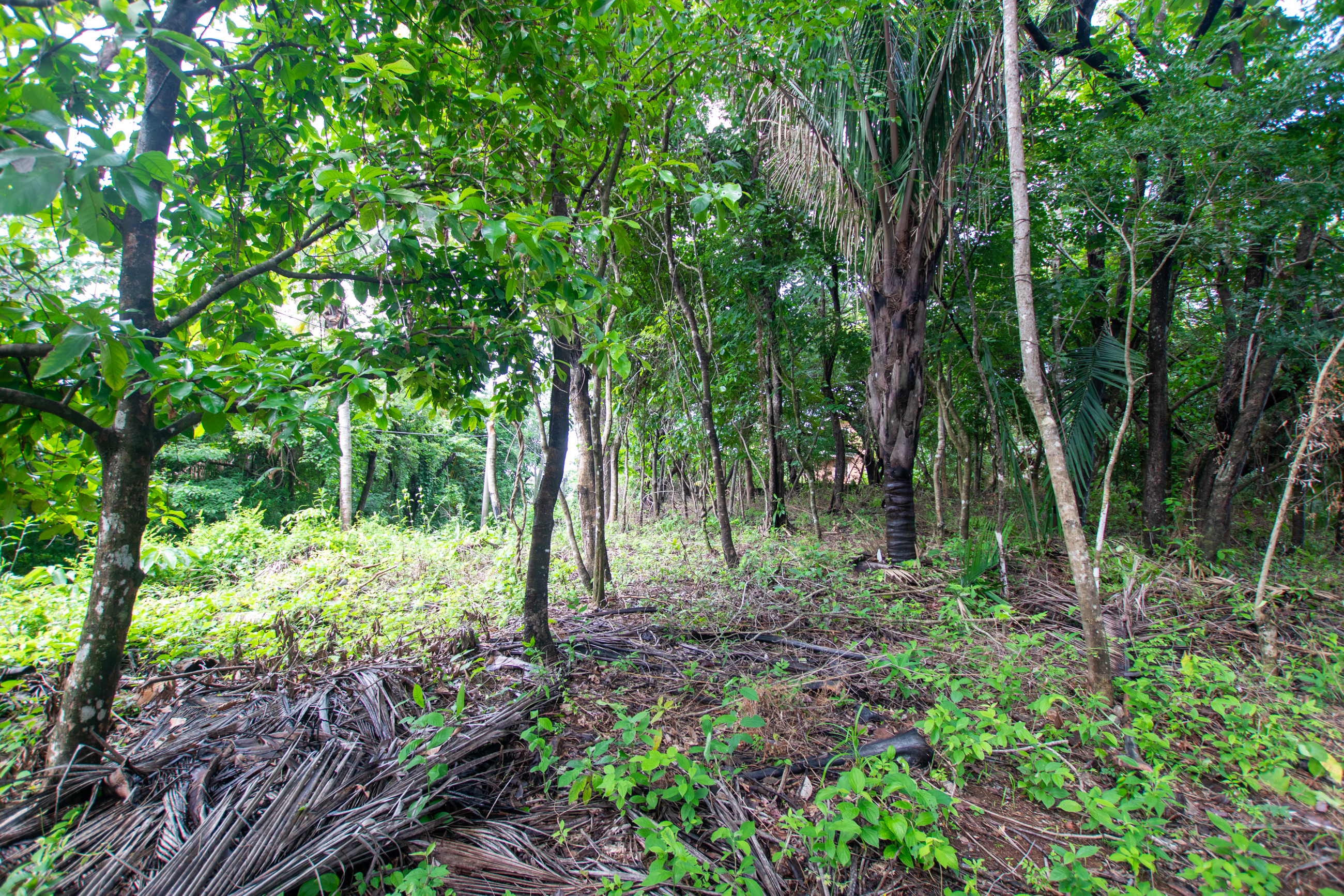 0 bed Land For Sale in Nosara, Guanacaste - thumb 4