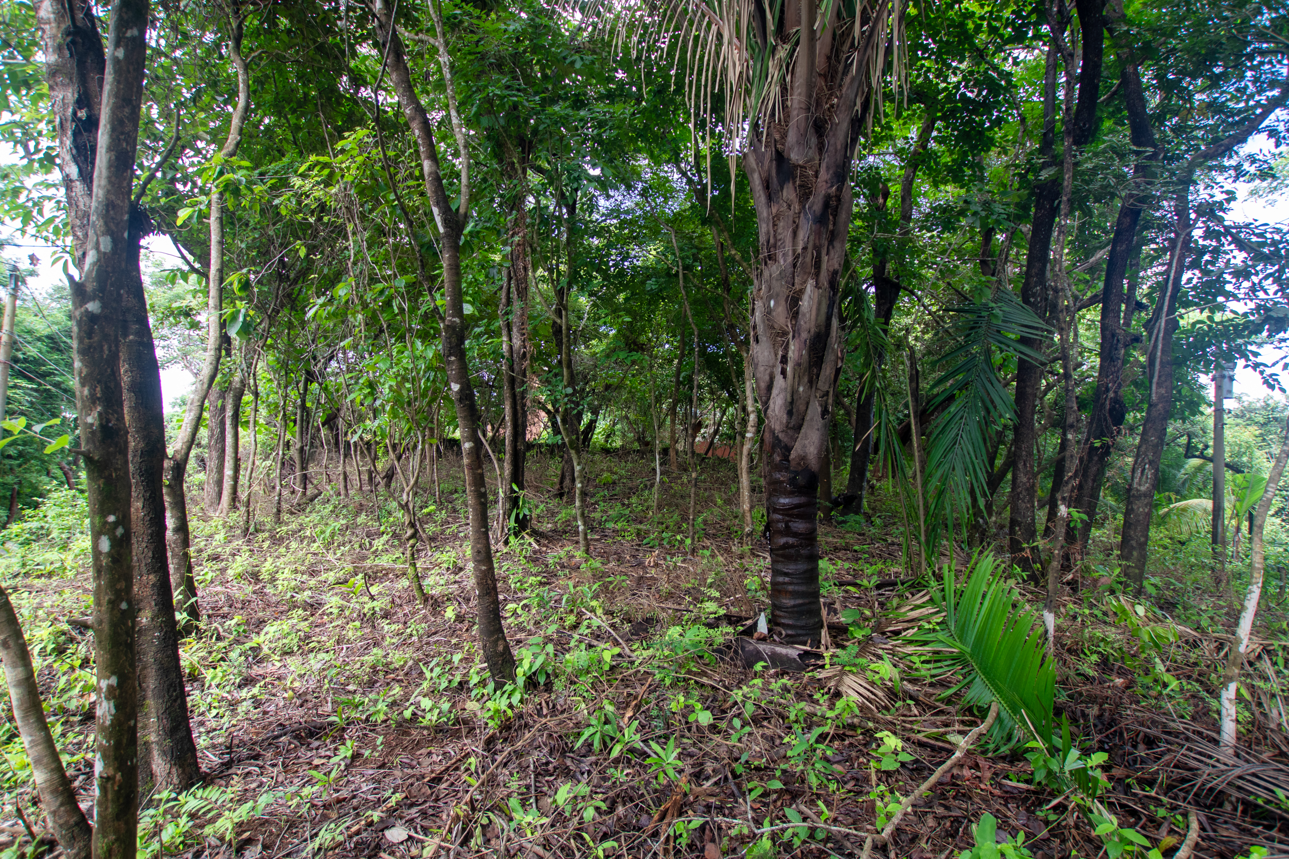 0 bed Land For Sale in Nosara, Guanacaste - thumb 7