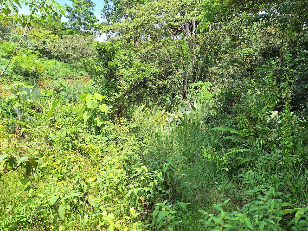 0 bed Land For Sale in Perez Zeledon, San Jose - thumb 13