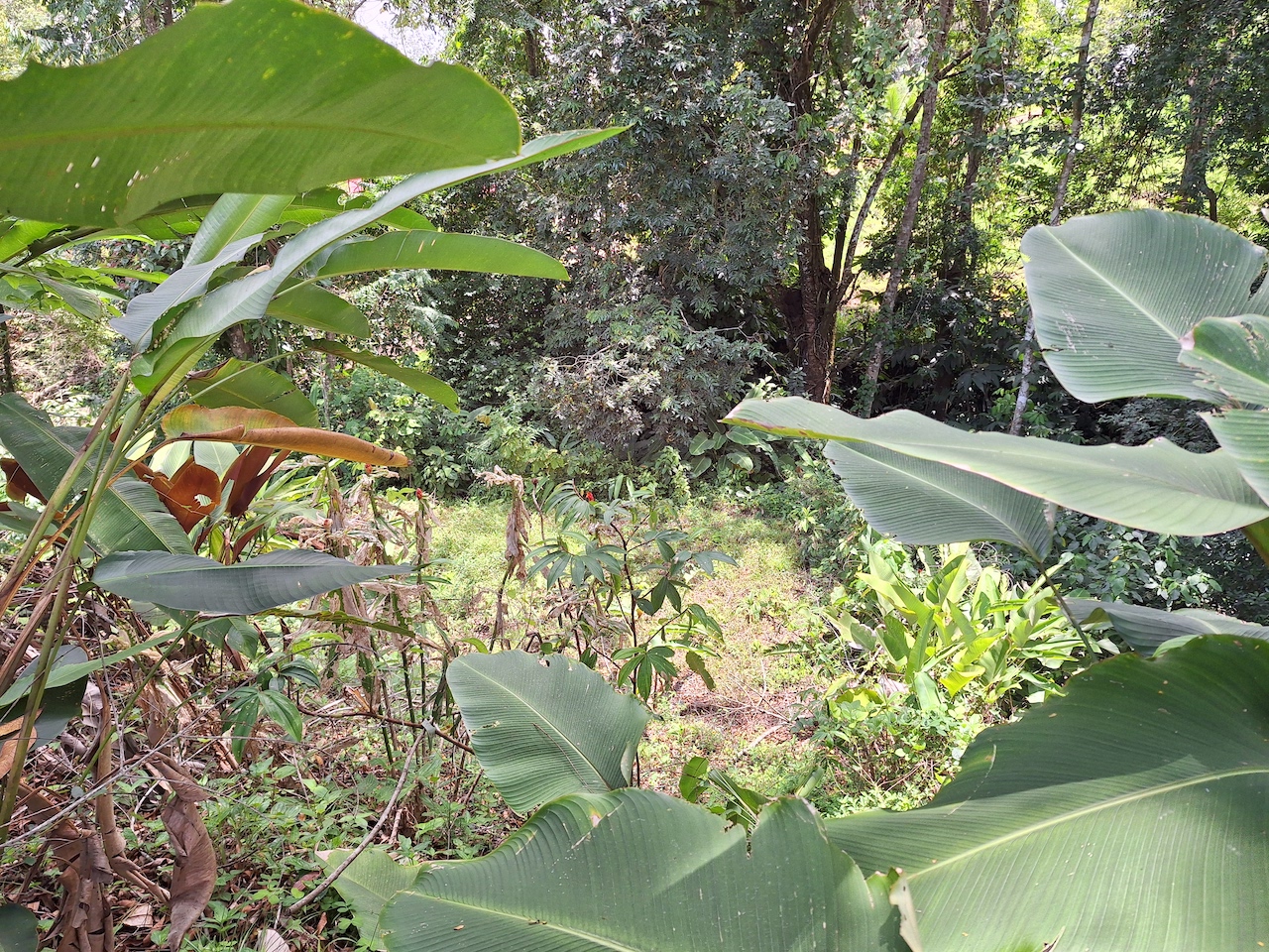 0 bed Land For Sale in Perez Zeledon, San Jose - thumb 9