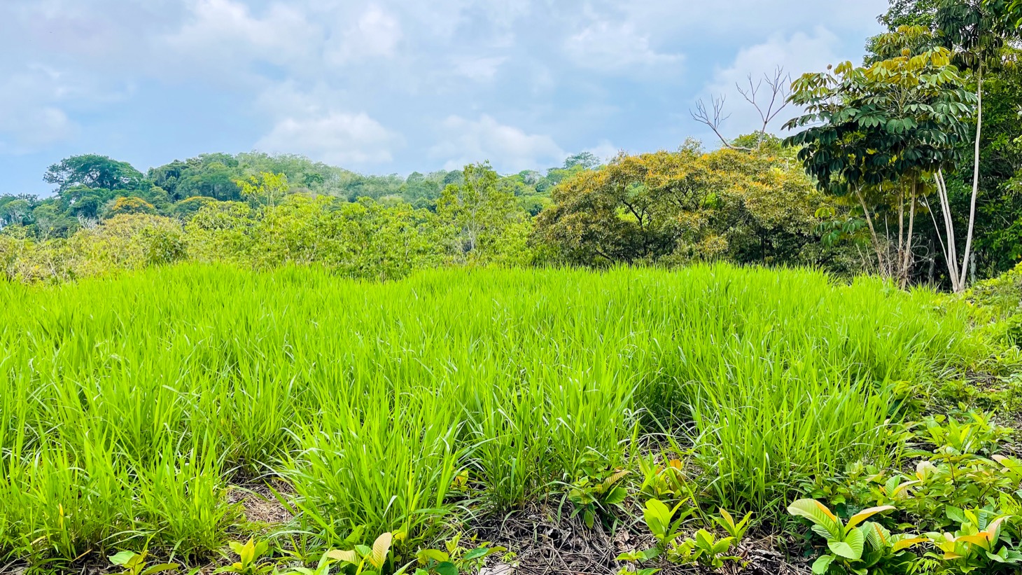 0 bed Land For Sale in Ojochal, Puntarenas - thumb 9