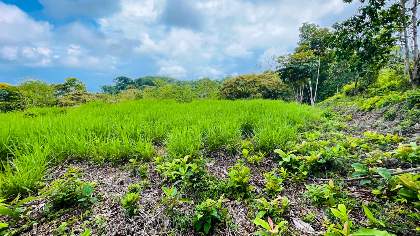 0 bed Land For Sale in Ojochal, Puntarenas - thumb 10