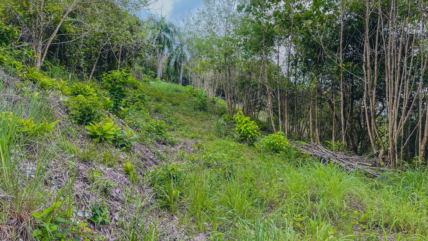 0 bed Land For Sale in Ojochal, Puntarenas - thumb 16