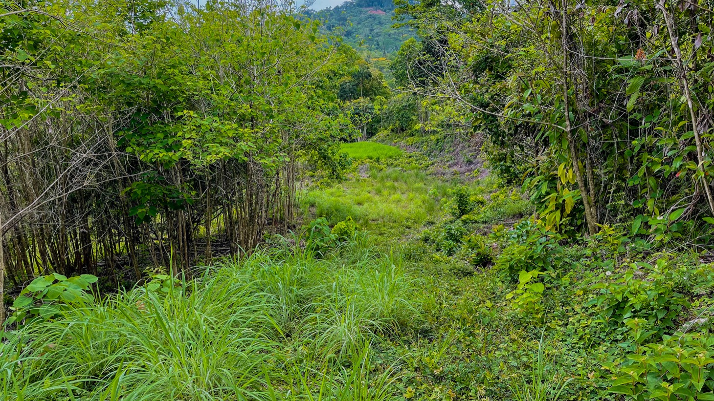 0 bed Land For Sale in Ojochal, Puntarenas - thumb 21