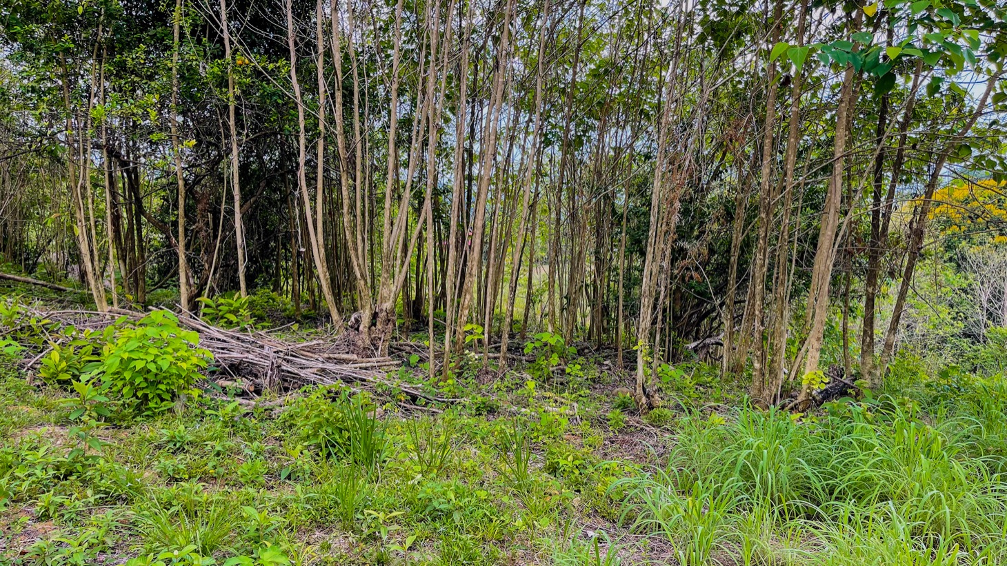 0 bed Land For Sale in Ojochal, Puntarenas - thumb 18