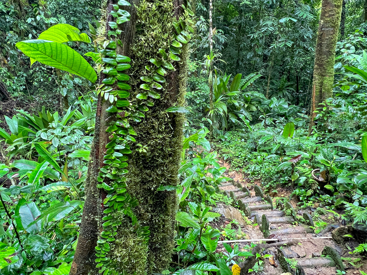 3 bed Land For Sale in Puerto Jimenez, Puntarenas - thumb 19