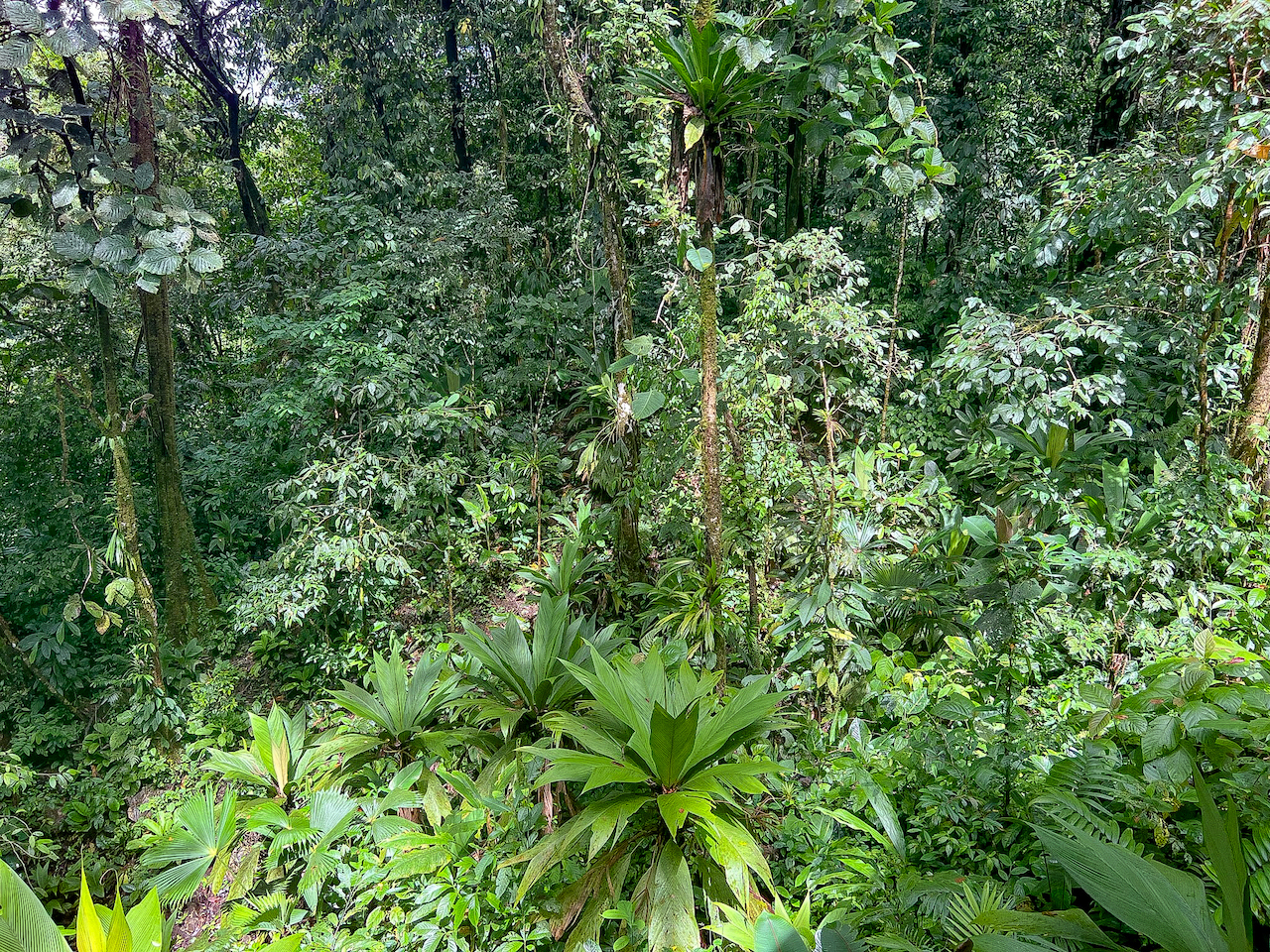 3 bed Land For Sale in Puerto Jimenez, Puntarenas - thumb 20