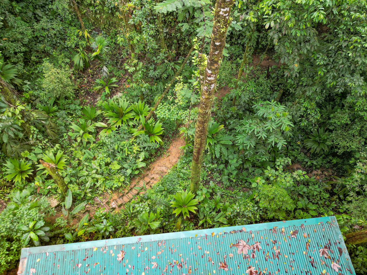 3 bed Land For Sale in Puerto Jimenez, Puntarenas - thumb 22