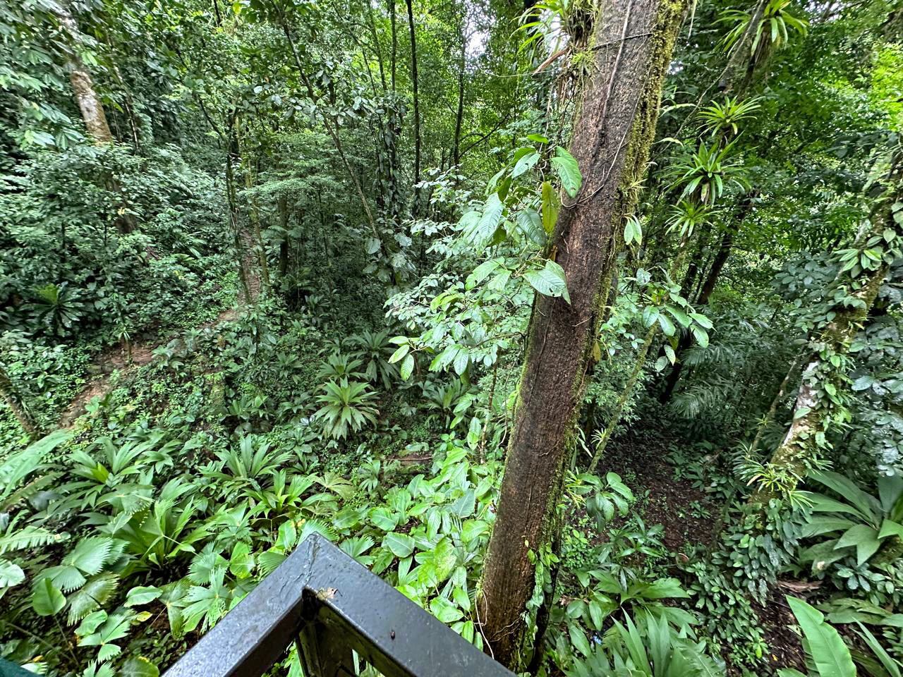 3 bed Land For Sale in Puerto Jimenez, Puntarenas - thumb 18