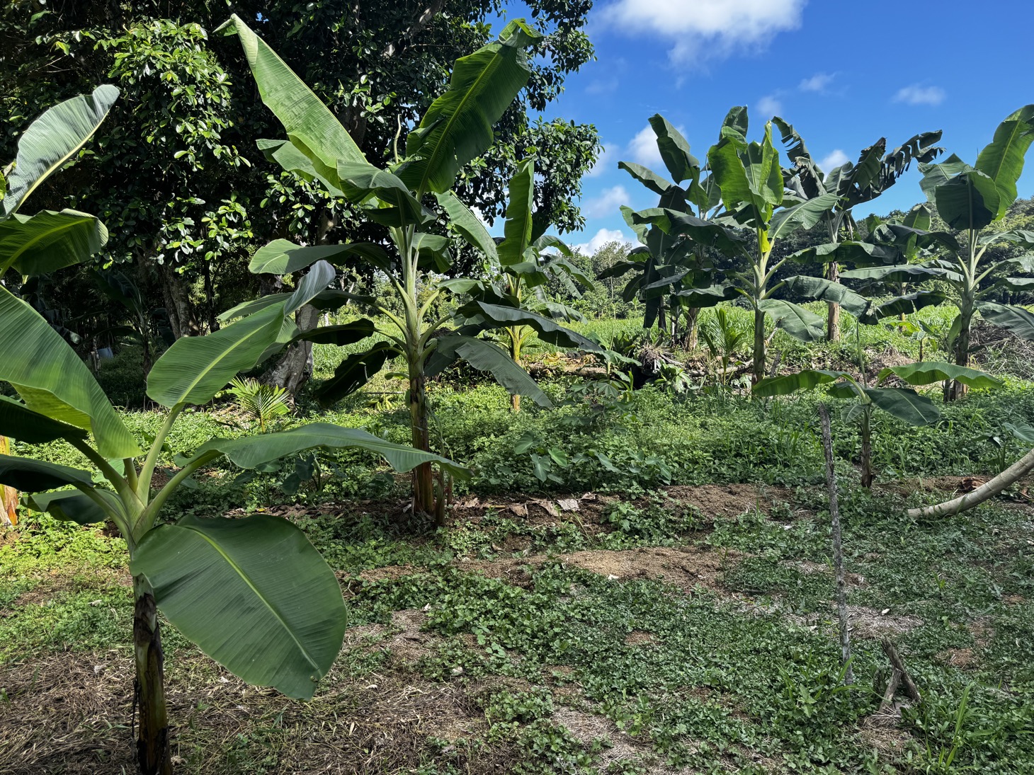 0 bed Land For Sale in Ojochal, Puntarenas - thumb 28