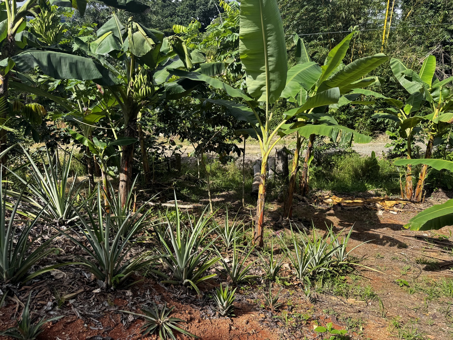 0 bed Land For Sale in Ojochal, Puntarenas - thumb 22