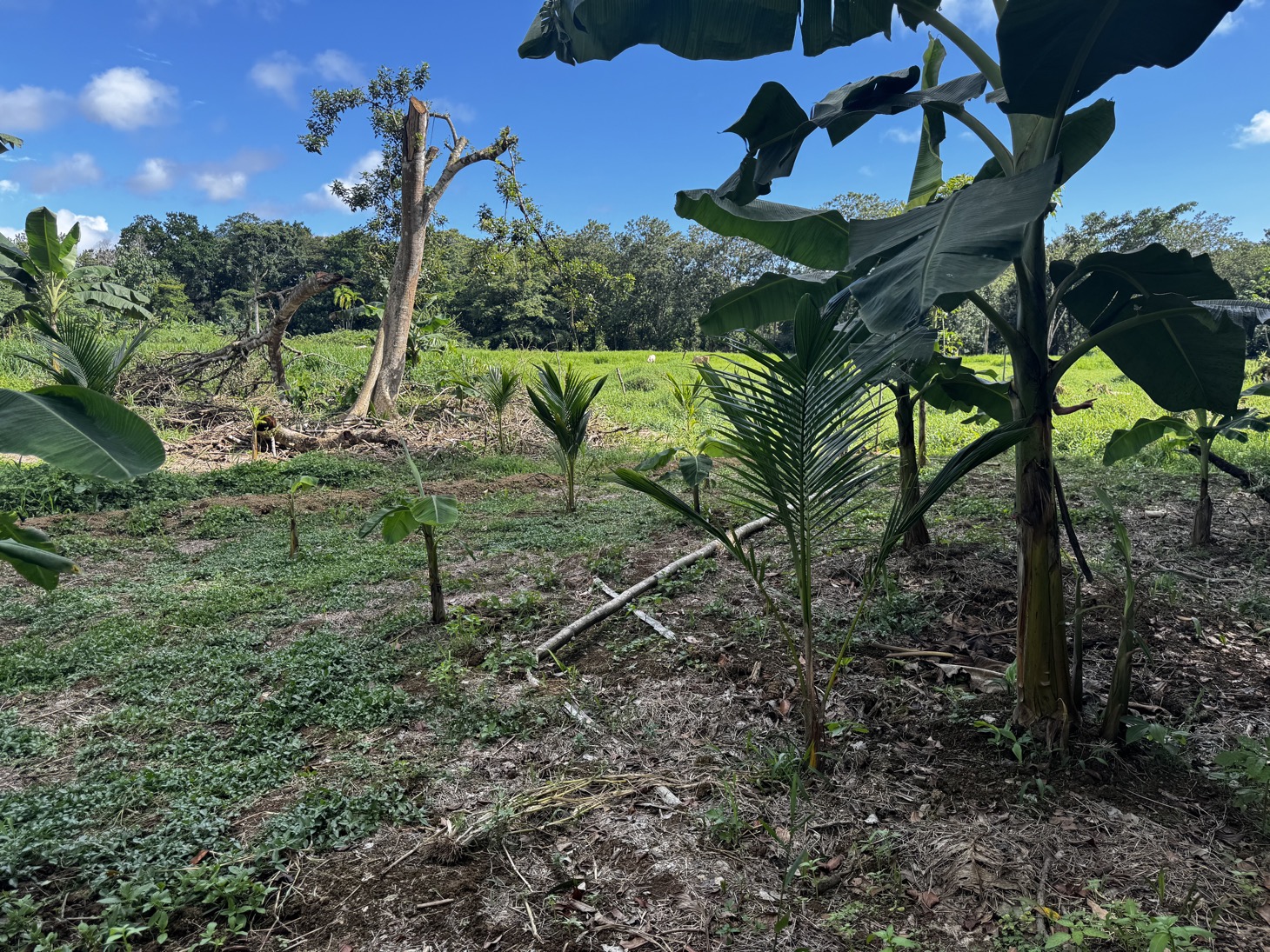 0 bed Land For Sale in Ojochal, Puntarenas - thumb 29
