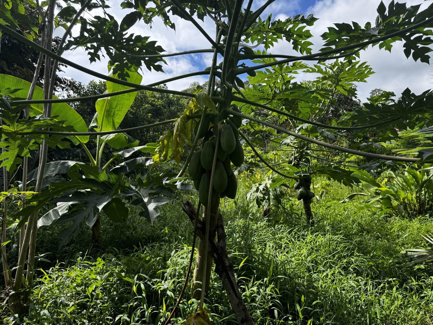 0 bed Land For Sale in Ojochal, Puntarenas - thumb 27