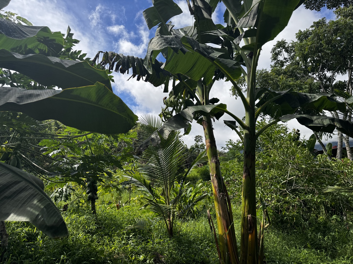 0 bed Land For Sale in Ojochal, Puntarenas - thumb 26